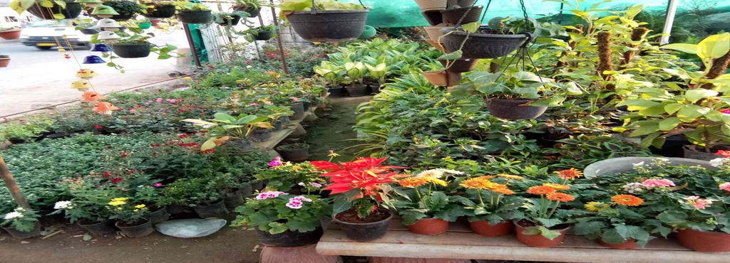 Indian Nursery Cement Pots And Flower Plants Kanakapura Road Indian Nursery Cement Pots And Flower Plants