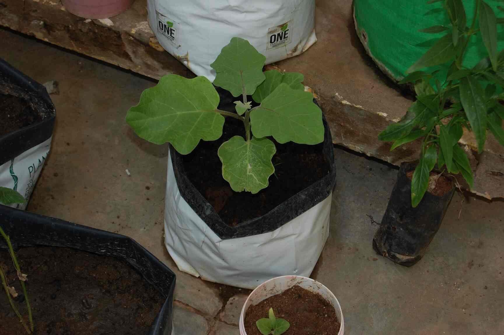 One Feet Farm Photos Kilpauk Chennai Pictures Images Gallery Grow Bag White One Feet Farm Photos Kilpauk Chennai Plant Nurseries