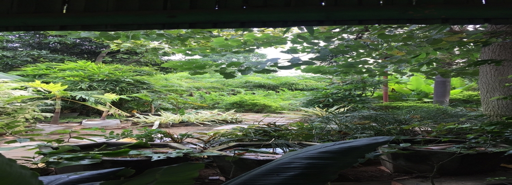 Green View Farms Nursery Gajraula Plant Nurseries In Jyotiba Green View Farms Nursery