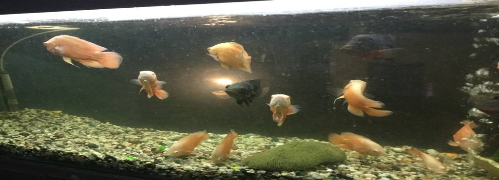 siva aquarium karur west