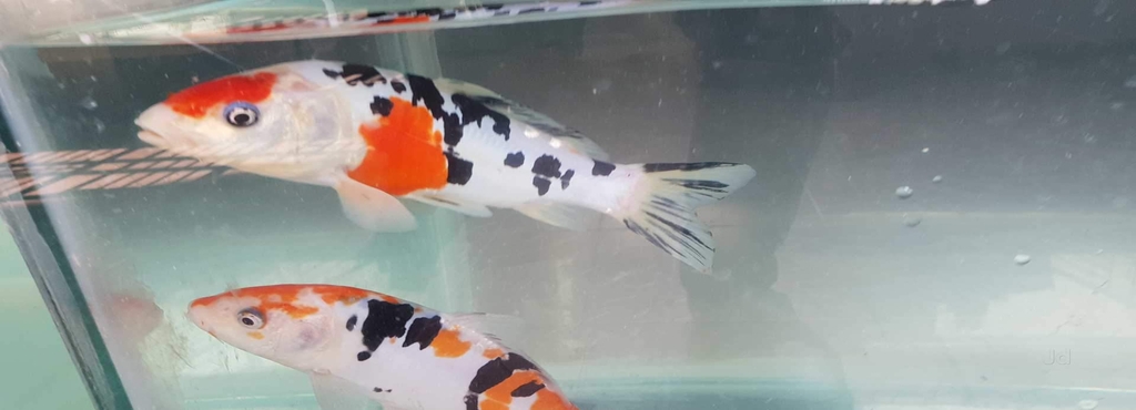 sai fish fantasy kadri