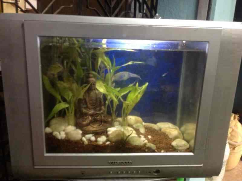 little aquarium fish zuhause