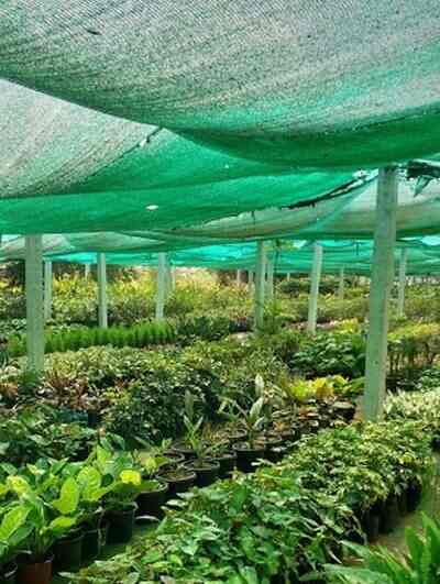 Deccan Nursery Farm Yelwal Plant Nurseries In Mysore Justdial