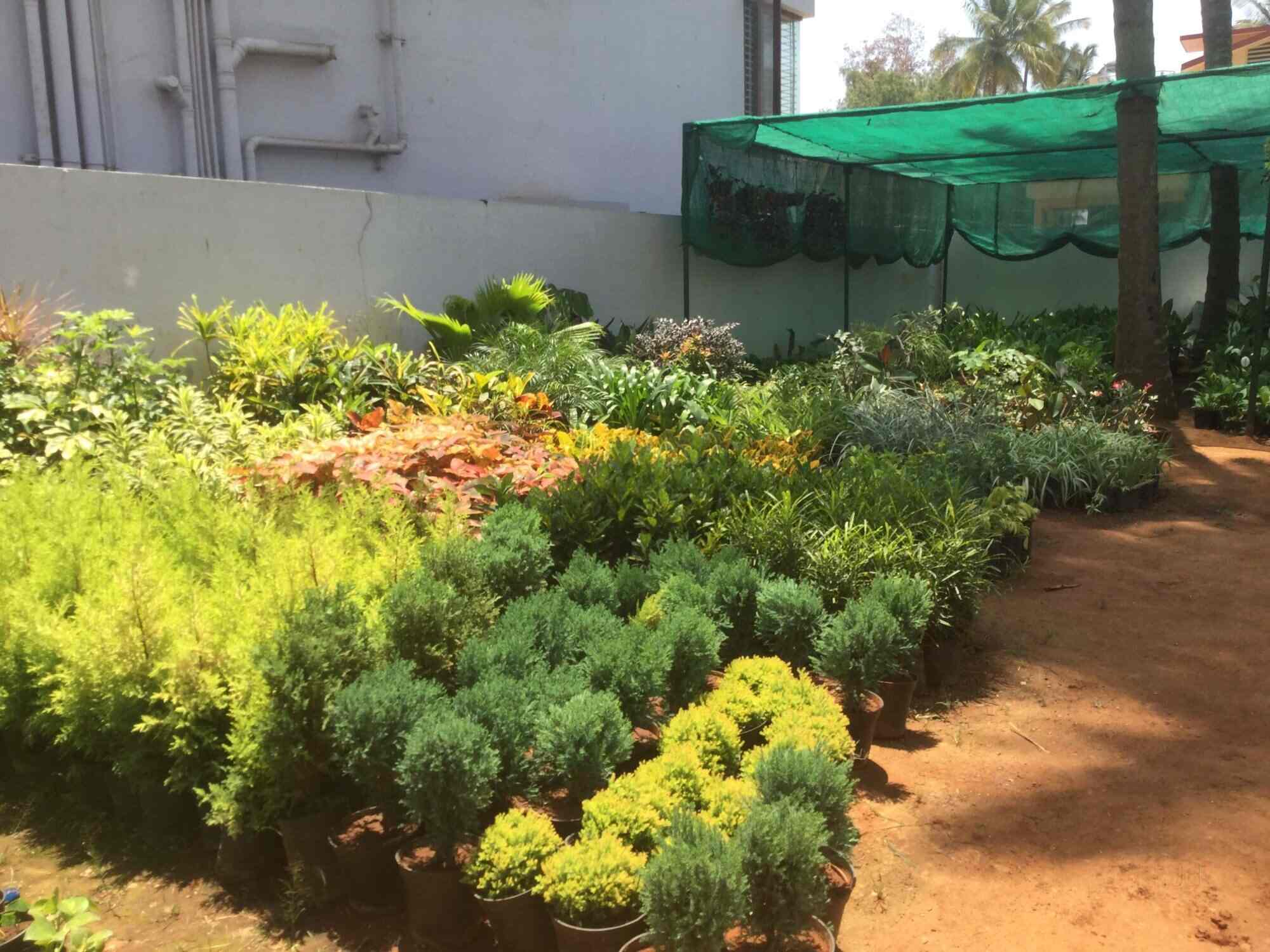 Sachit Farm Nursery Bogadi Plant Nurseries In Mysore Justdial