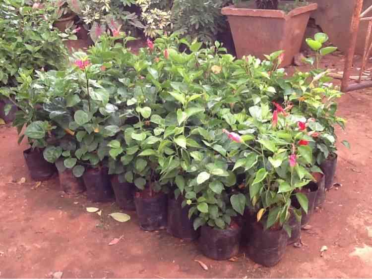 Sachit Farm Nursery Photos Bogadi Mysore Pictures Images Plant Nursery Sachit Farm Photos Bogadi Mysore Nurseries