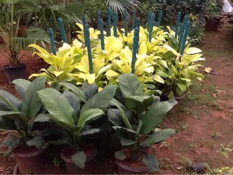 Sachit Farm Nursery Photos Bogadi Mysore Pictures Images Plant Nursery Sachit Farm Photos Bogadi Mysore Nurseries