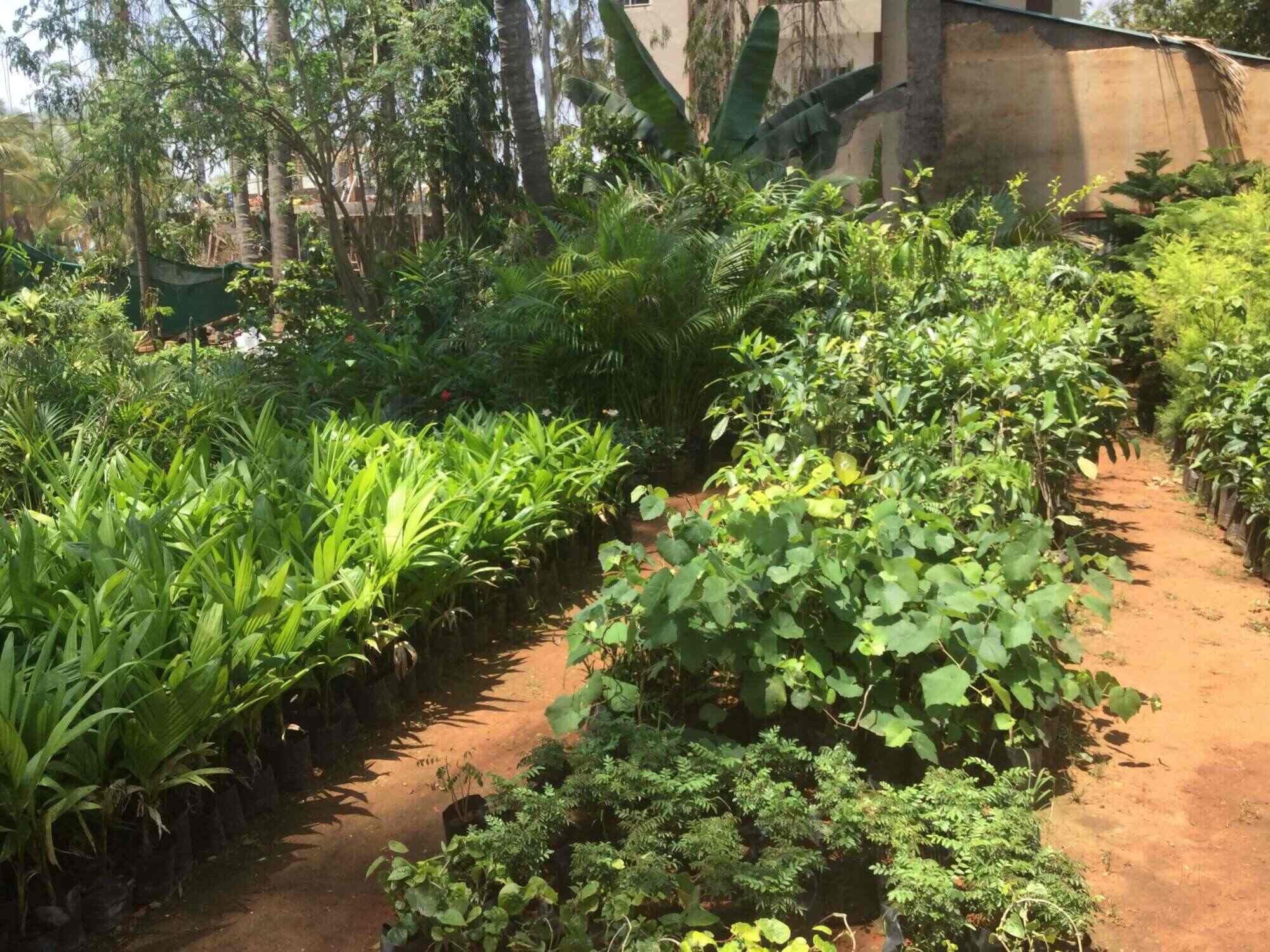 Sachit Farm Nursery Bogadi Plant Nurseries In Mysore Justdial