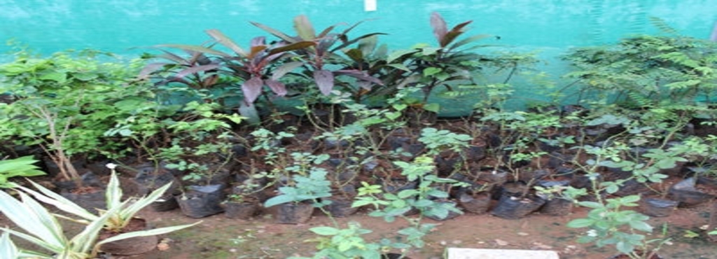 New Leaf Nursery Closed Down In Virar West Mumbai Justdial New Leaf Nursery Closed Down