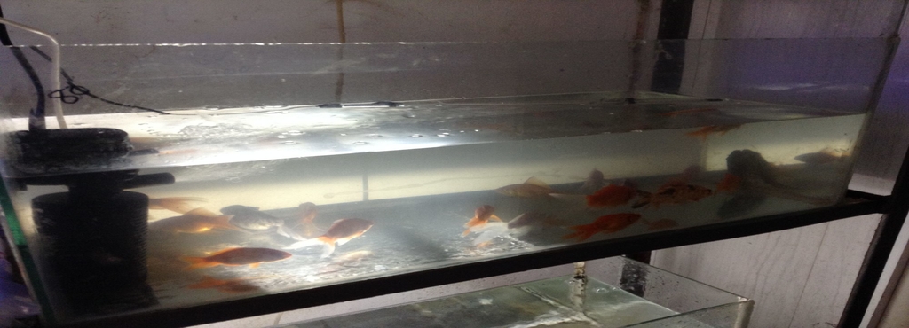 angel aquarium thiruvalla aquarium