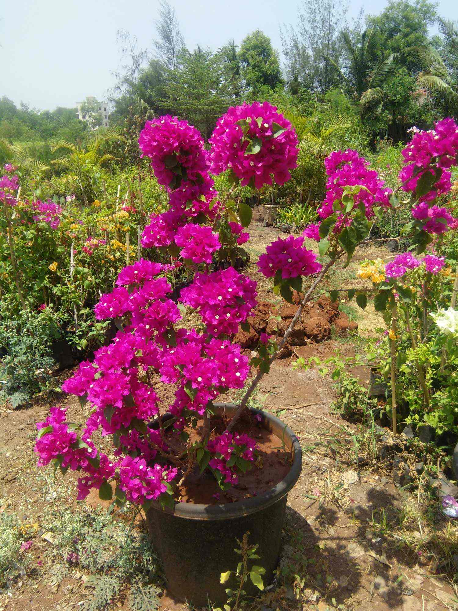 Divya Nursery Manjari Farm Plant Nurseries In Pune Justdial Divya Nursery Manjari Farm Plant Nurseries In Pune Justdial