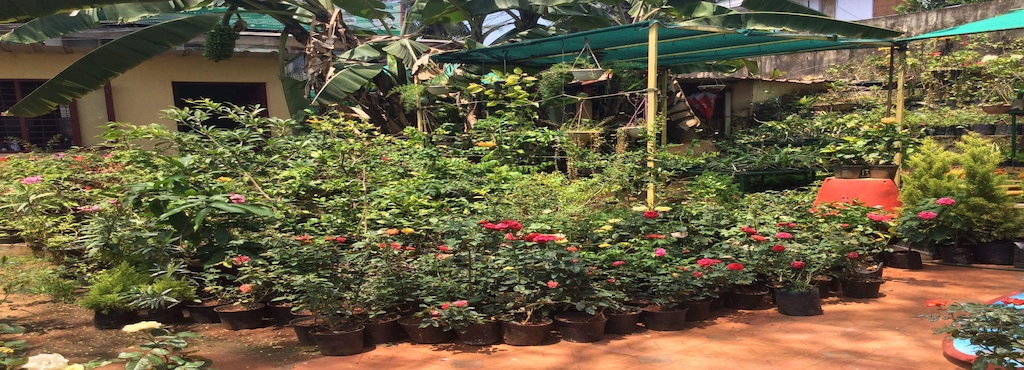 Nandanam Nagarasabha Garden And Nursery Nanthankode Plant Nandanam Nagarasabha Garden And Nursery