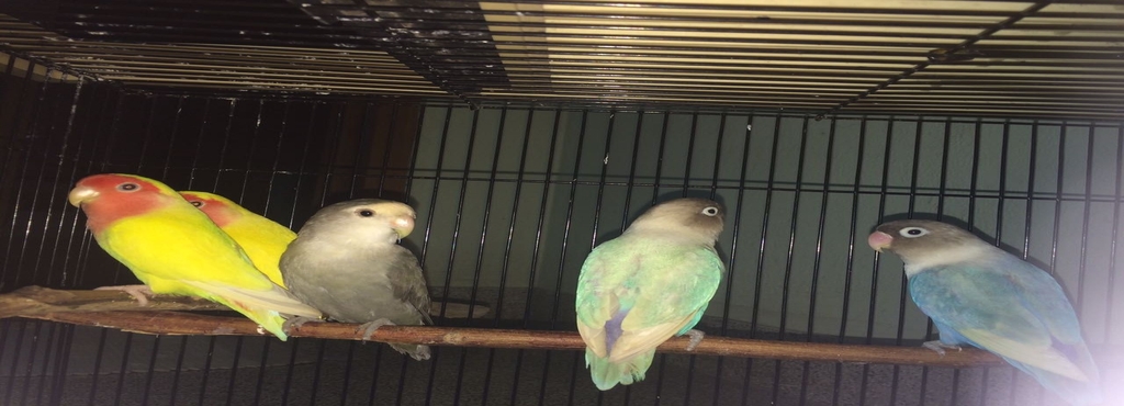 african love birds tirupur